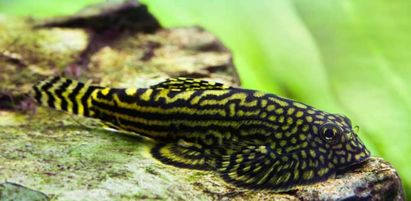 Borneo Sucker