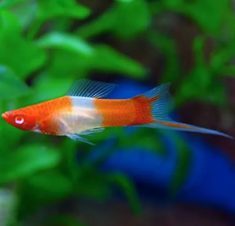 Koi Sword Tail
