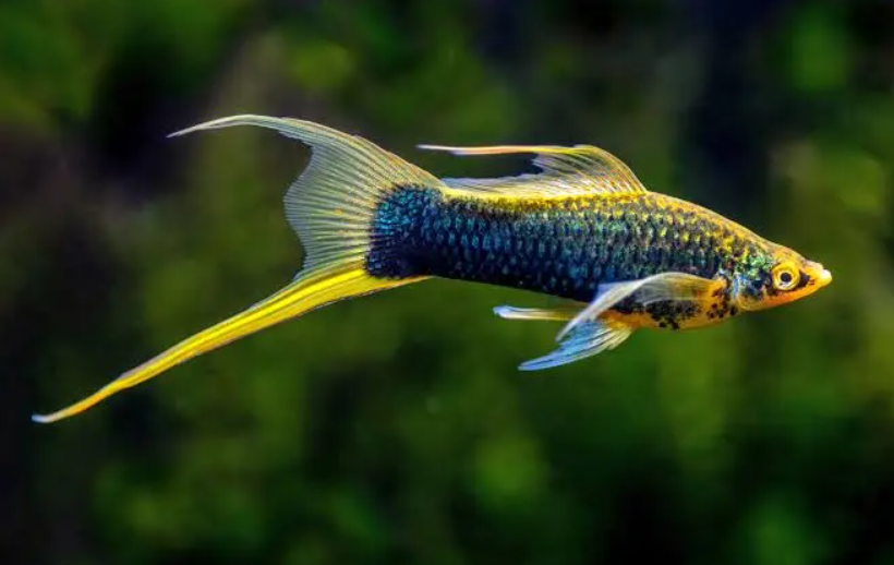 GreenBlack Swordtail