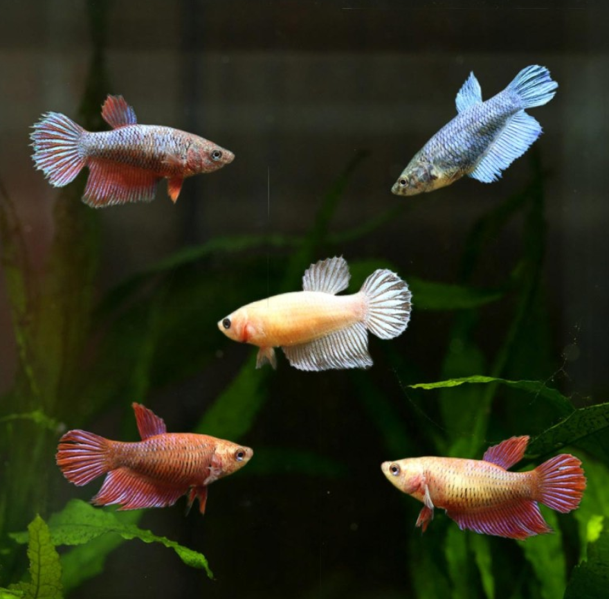 Female Betta Combo 4 QTY