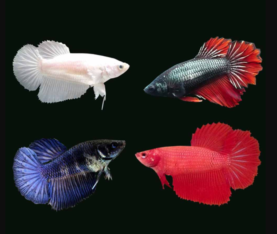 Female betta A-Grade