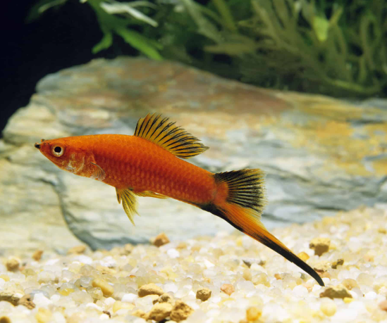 High fin Sowrd tail
