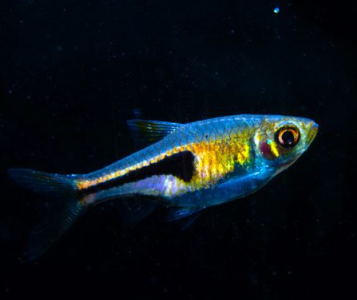 Espie Rasbora