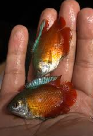 Red Lily Gourami