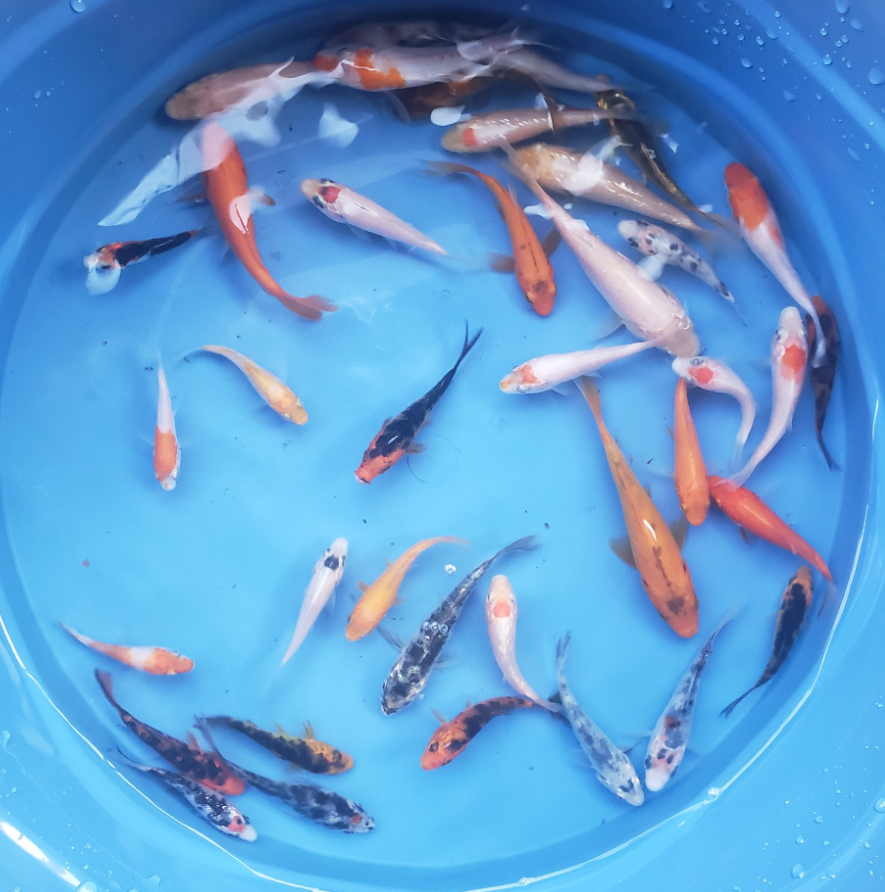 Mixed color Koi