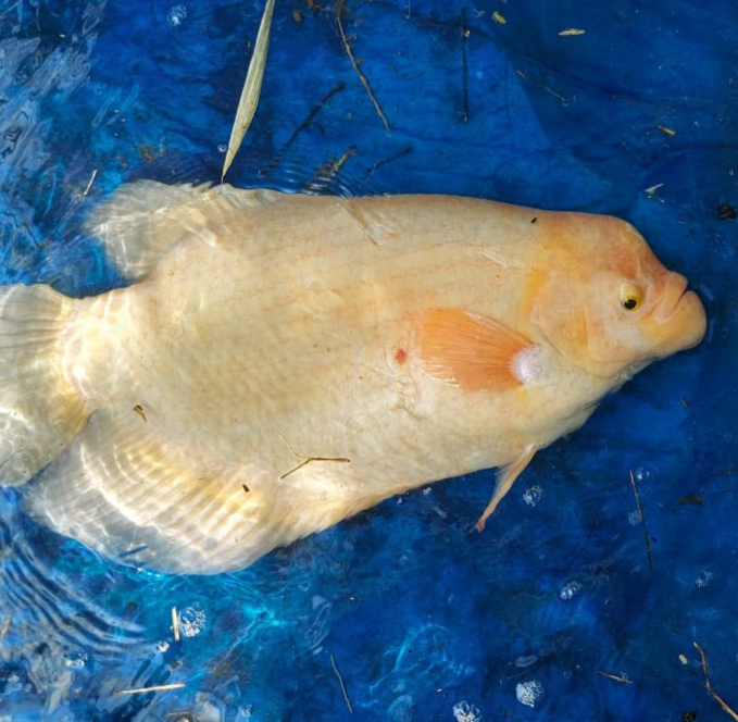 Albino Gaint Gourami
