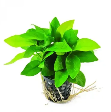 Anubias