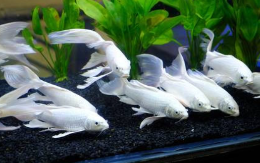 Milky white Butterfly Tail Koi