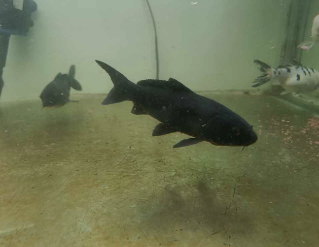 BLACK KOI