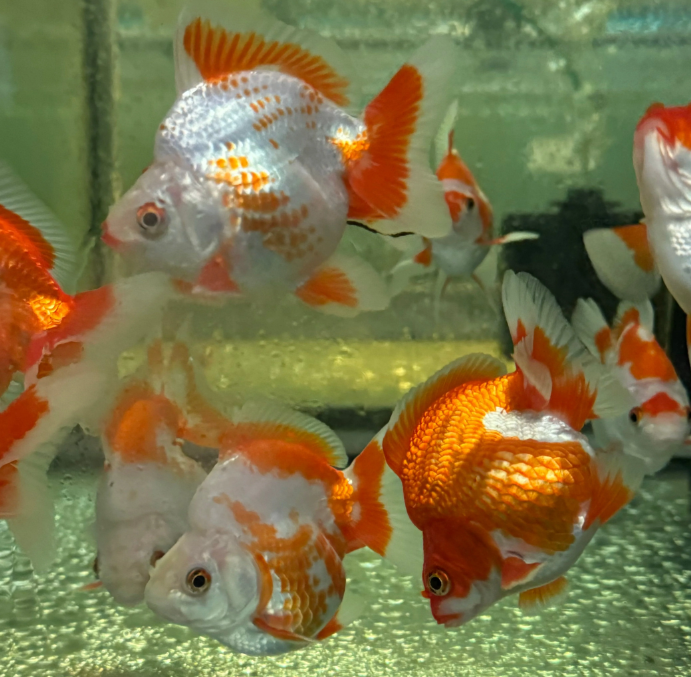 Ryukin goldfish