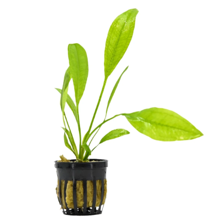 Echinodorus Plant