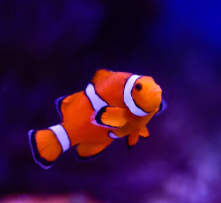 Clown Fish nemo IMP