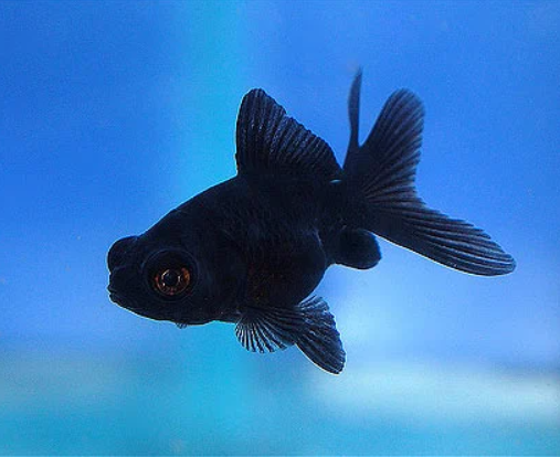 Black moose fish