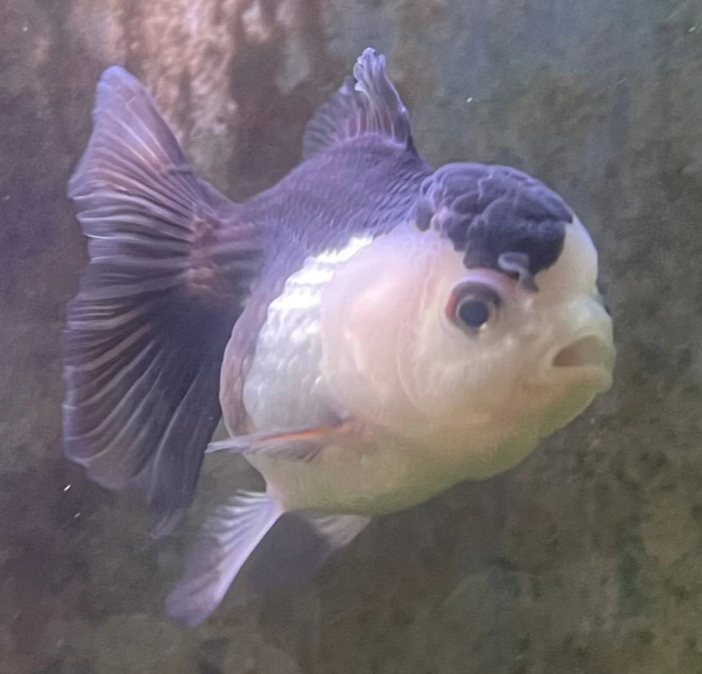 Panda Gold fish