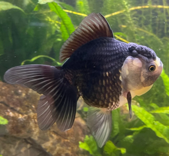 Jumbo Gold Fish