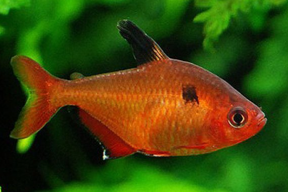 Serpae Tetra