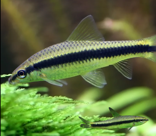 Siamese algare eater