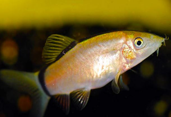 Skunk Botia Loach
