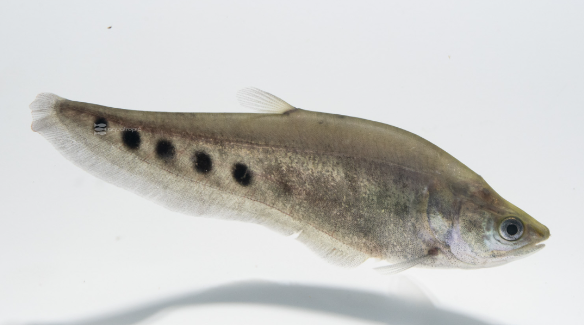 Spo Knife Fish