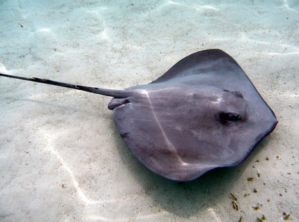 String Ray