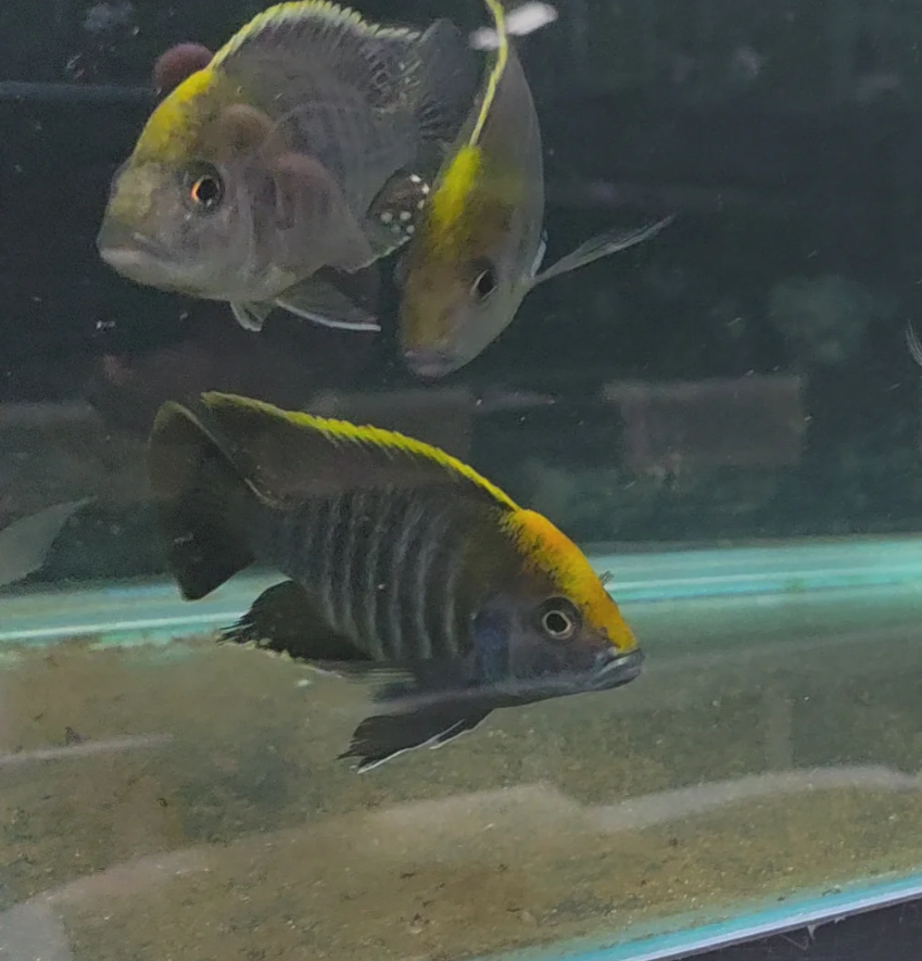 Sulfur Head Cichlid