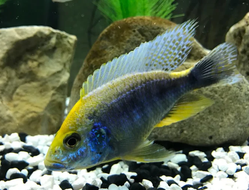 Sulphur Head Cichlid
