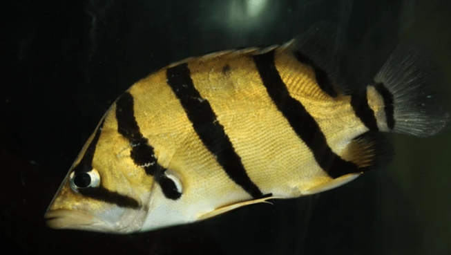 Sumentra tiger