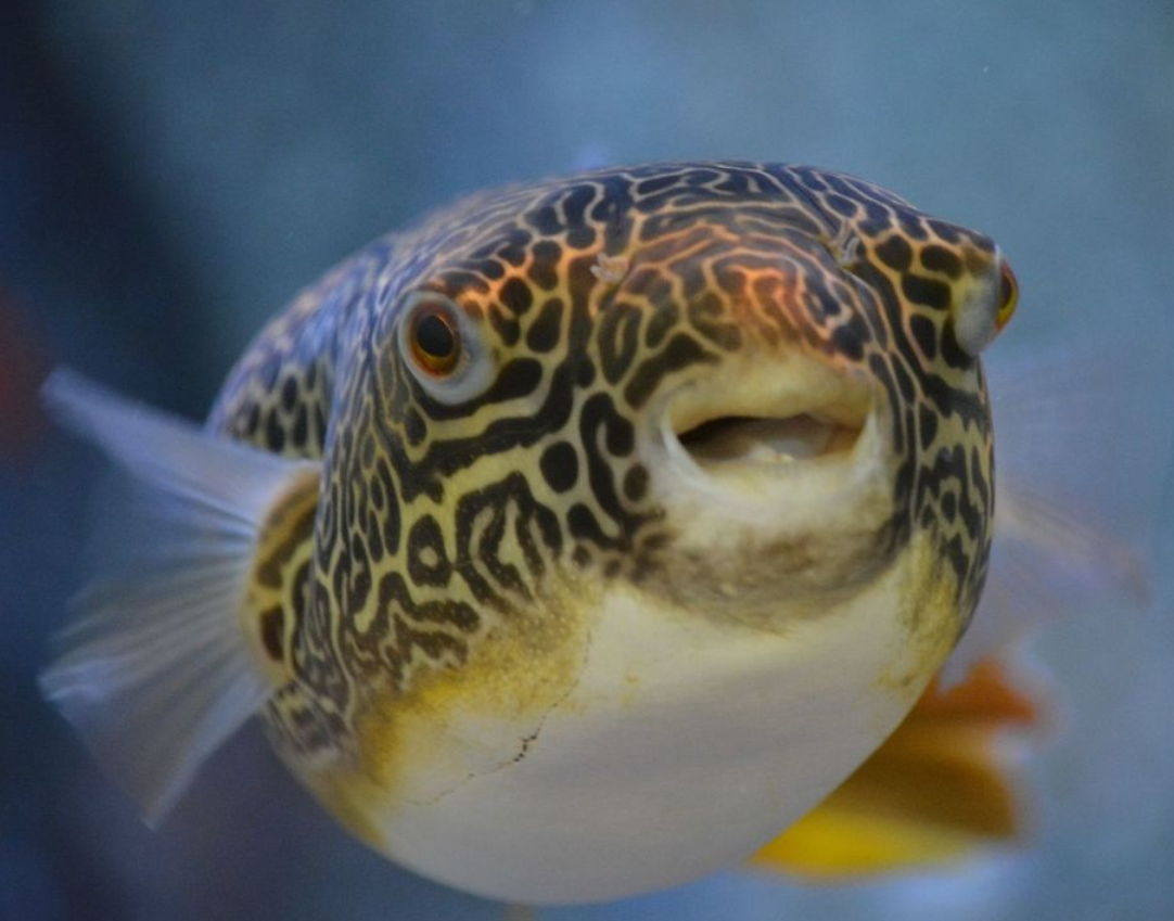 Super Jaint Puffer