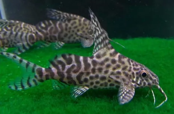 Synodontis Leopard Catfish