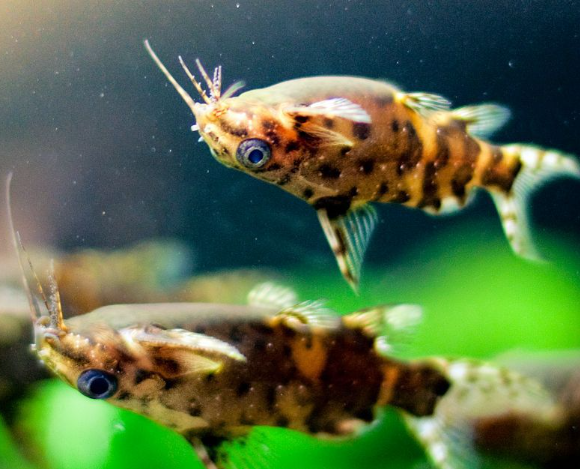 Synodontis Nigriventris