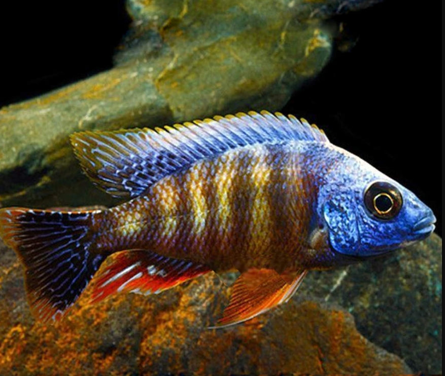 TAIWAN REEF 2.5INCHES