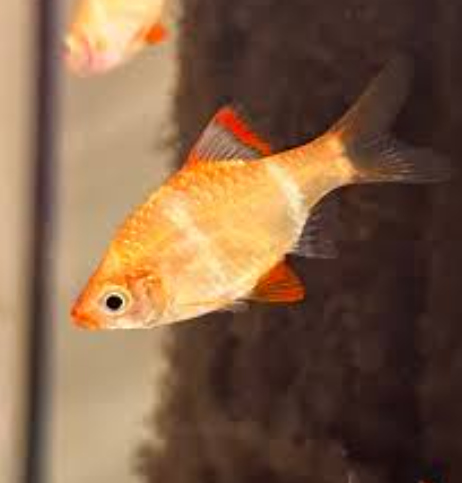 Albino Tiger barb