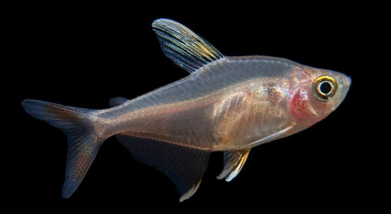 WhiteFin Tetra