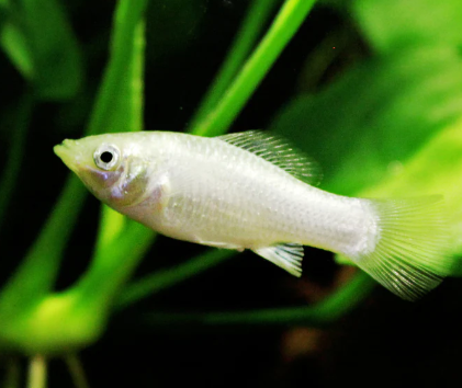 White Molly