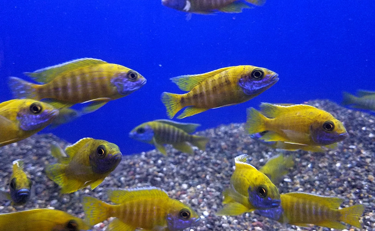 Yellow Peacock Cichlid