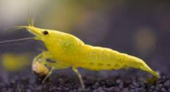 Yellow Shrimp