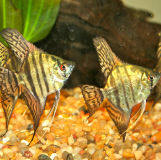 Zebra Angel Fish