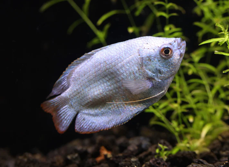 Powder Blue Dwarf gourami