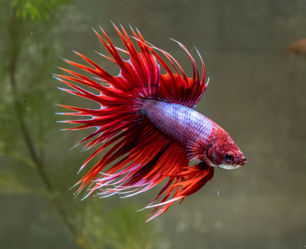 Crown Tail OHM Betta