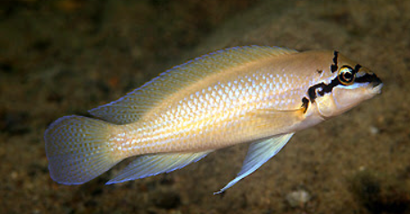 chalinochromis Bichardi