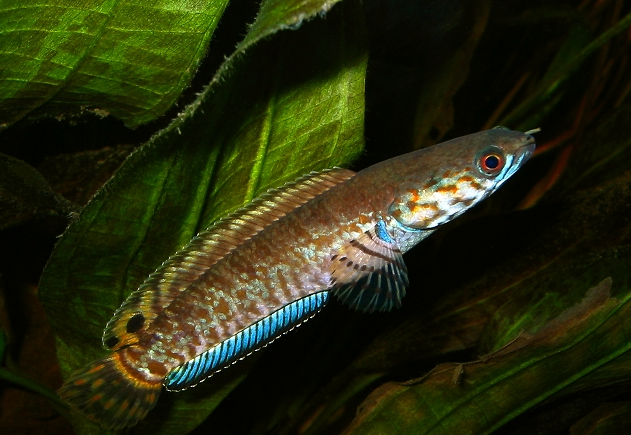 Channa Snake Head