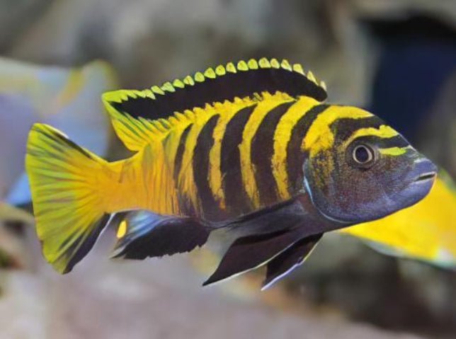 Pseudotropheus flavus 2-2.3INCHES