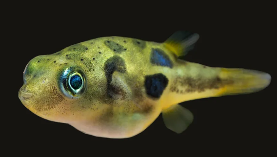 pea puffer