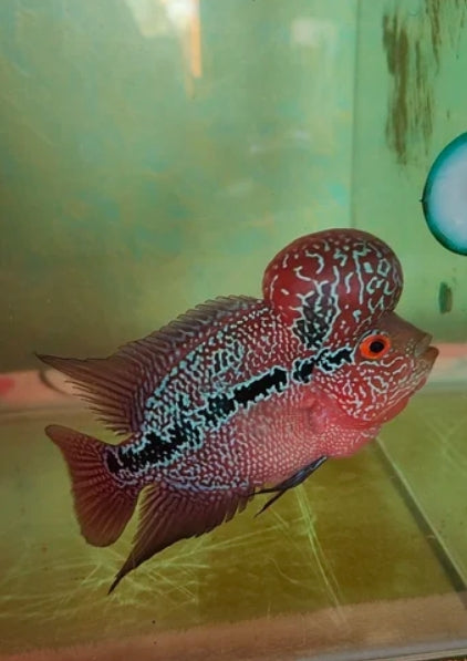 SRD FlowerHorn Imported