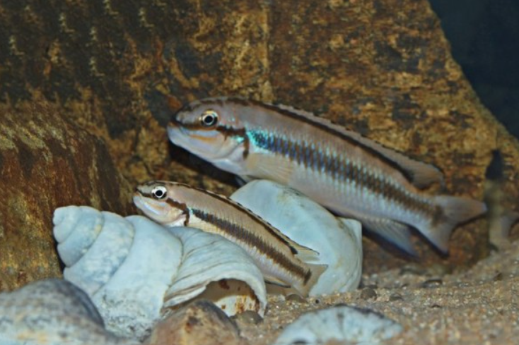 Telmatochromis vittatus