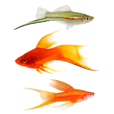 Sword Tail Fish – Tommy and Tini