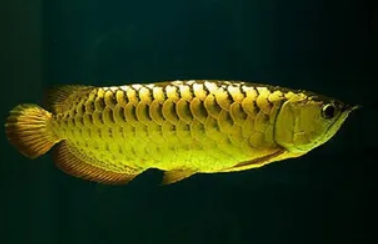 24 K Arowana 9"-10"