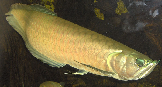 AROWANA