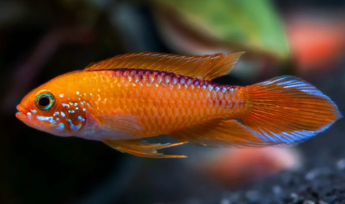 Agassiz Fire red