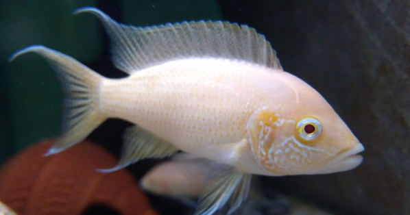 Albino Bichardi